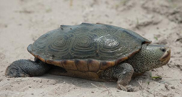 密西西比钻纹龟