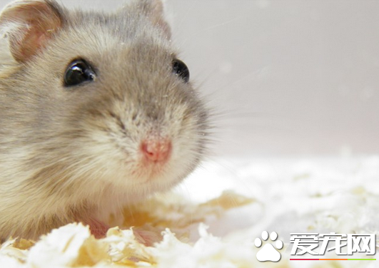 仓鼠要不要冬眠 家养的仓鼠是不应该冬眠的