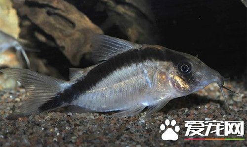 印第安鼠饲养 每周投喂2~3次就可以了