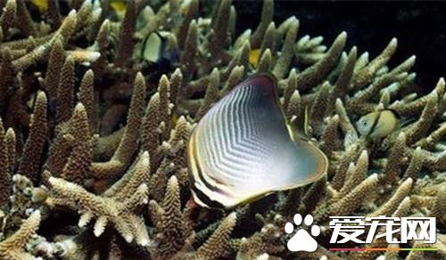 印度洋天皇蝶的寿命 通常可以活到五年左右