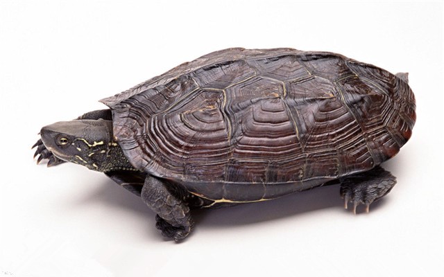 动胸龟