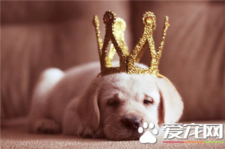 幸福是一只温暖的小狗~