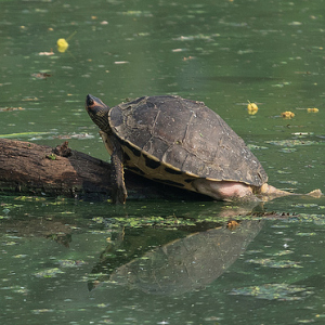 史密斯棱背龟图片