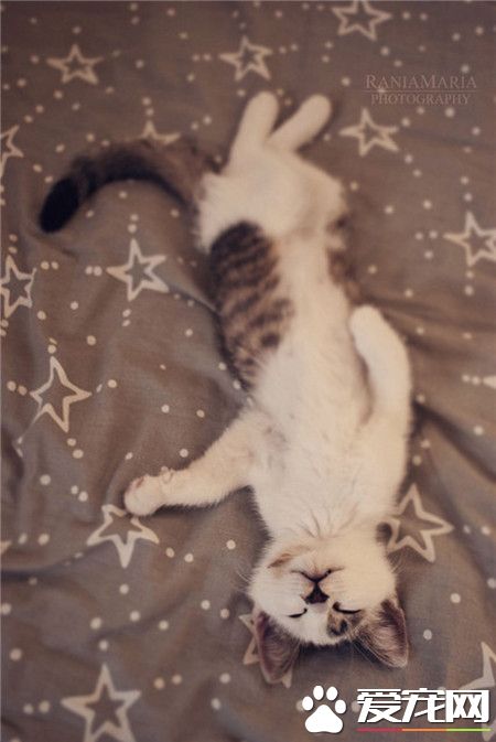 这货的睡姿啊。。。。