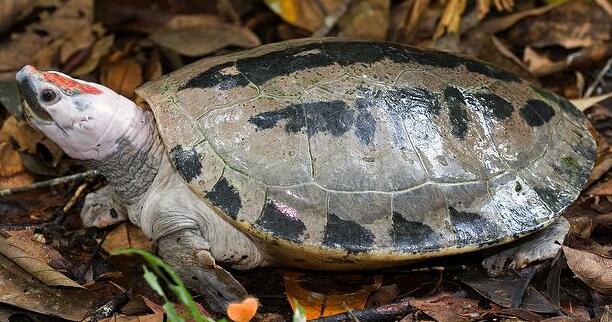 咸水泥彩龟