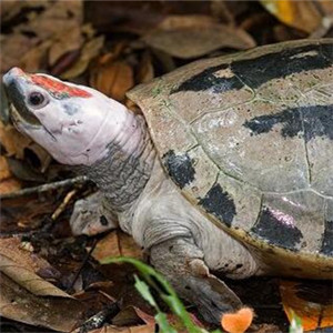 咸水泥彩龟图片