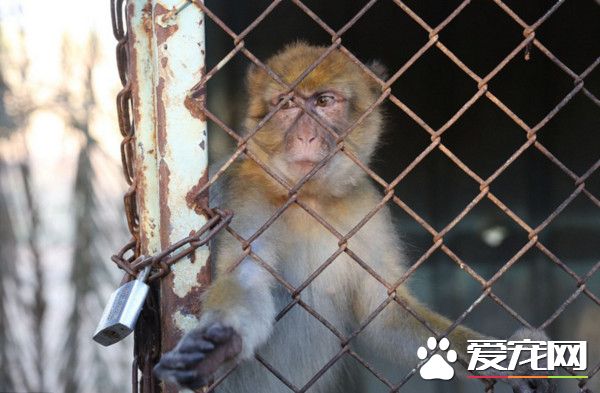 最后15只动物获救 汗尤尼斯动物园永久关闭