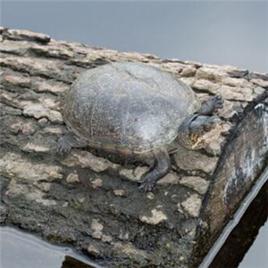 哥伦比亚泥龟图片