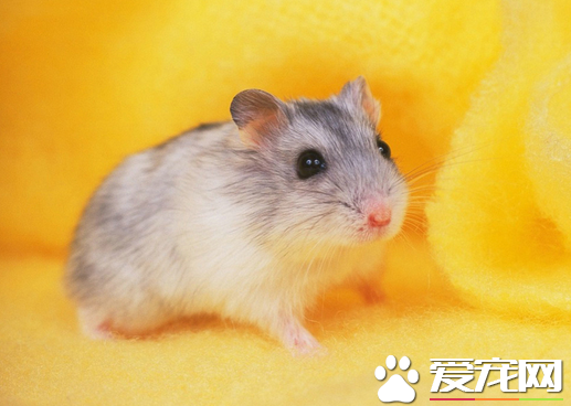 仓鼠过敏怎么办 首先确定仓鼠是否是过敏