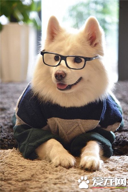 我是一只知识汪！