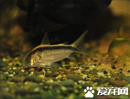 印第安鼠价格 一般二三十块就可以买到一条