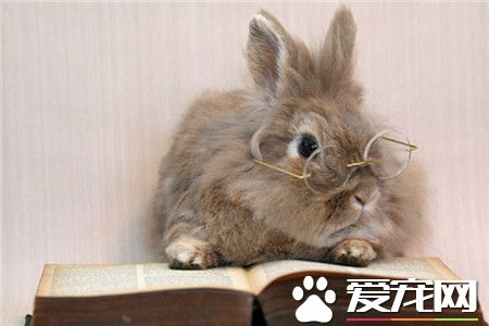 幸福是一只温暖的小兔兔~