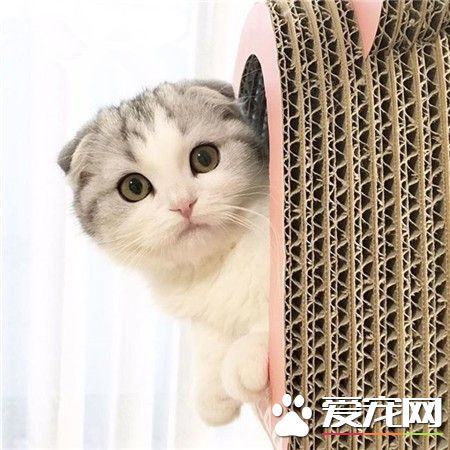 我的小鱼干呢 n(*≧▽≦*)n