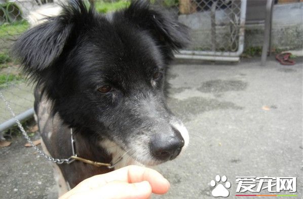 米克斯爱咬人遭弃养 原来是管教过严让它压力大