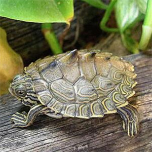 蒙面地图龟图片