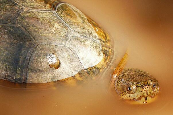 阿拉莫泥龟