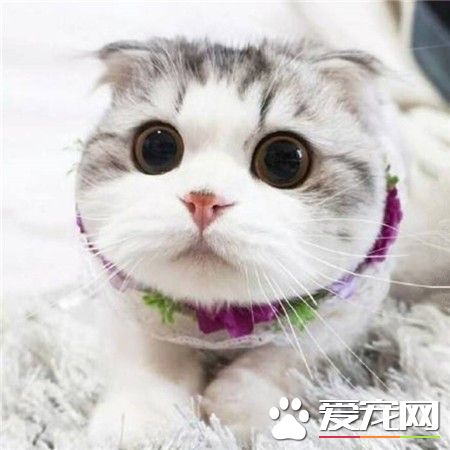 喵星人，黑葡萄般的大眼睛~