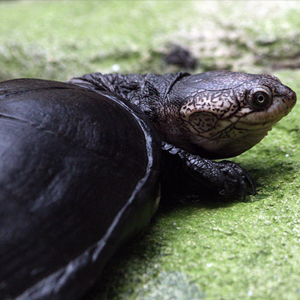 非洲棱背泥龟图片