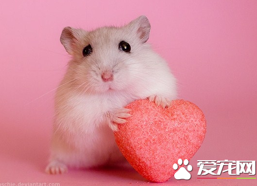 仓鼠为什么会发出叫声 它的身体不舒服的时候