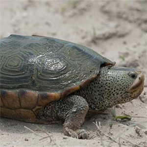 密西西比钻纹龟图片