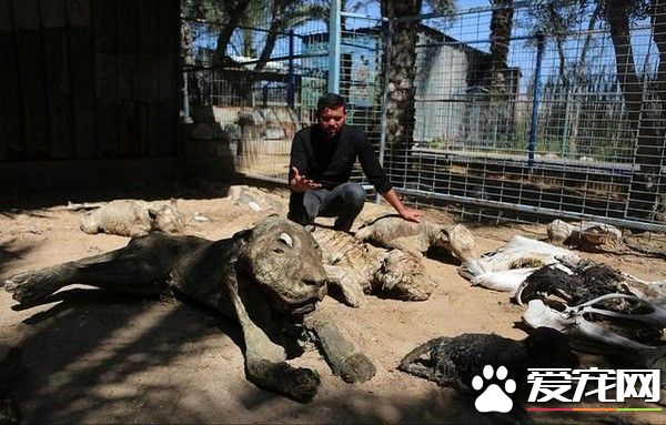 最后15只动物获救 汗尤尼斯动物园永久关闭