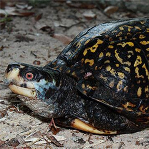 海岸箱龟图片