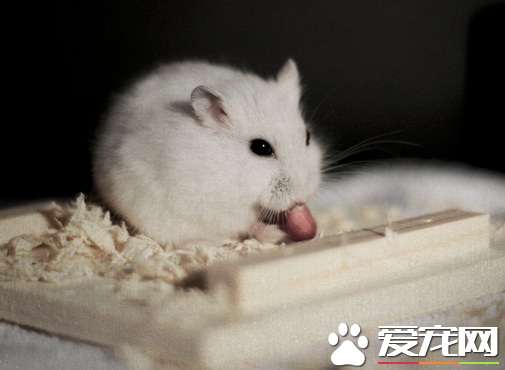 养仓鼠要准备哪些用品 首先要选的就是笼子