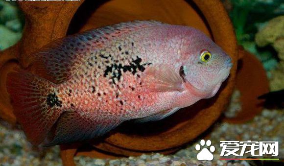 火口鱼的饲养 最适宜生长温度23~25℃