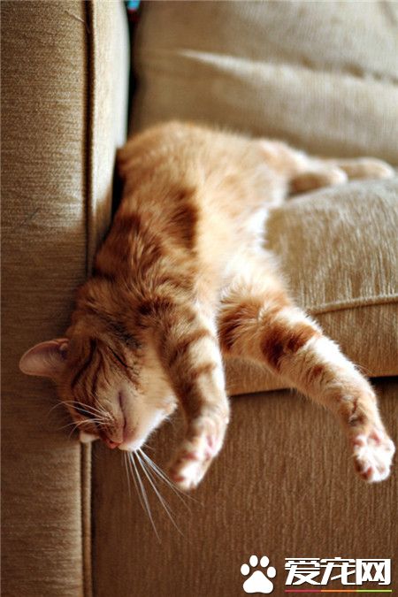 假日独享的慵懒午后 ！