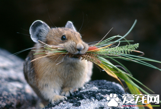 仓鼠产后如何护理 尽量为母仓鼠补充营养