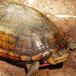 阿拉莫泥龟图片