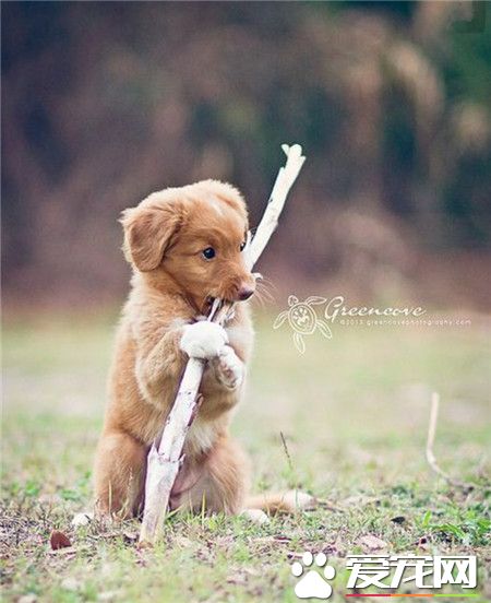 汪星人俨然变成了考拉！