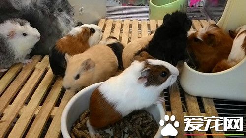 救活濒死天竺鼠 立志成为鼠兽医
