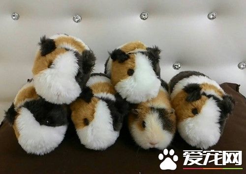 救活濒死天竺鼠 立志成为鼠兽医