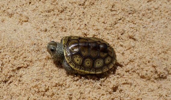 密西西比钻纹龟