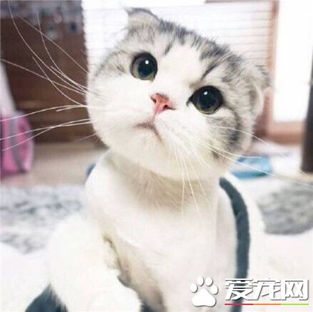 喵星人，到底为什么呢？