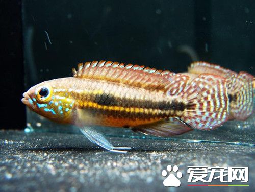 双带短鲷的饲养 应种植茂密的水草供它们躲藏