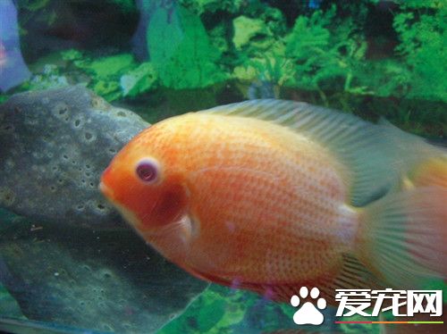 菠萝鱼的饲养 最适宜的生长水温22~30℃