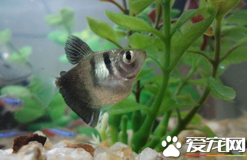 黑裙鱼的饲养 水族箱中多植些柔软的水草