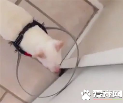 吉娃娃眼盲不敢走动 暖主人制作防撞圈