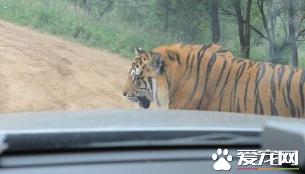 咬人虎不用被杀 八达岭老虎袭击死亡事件调查出炉