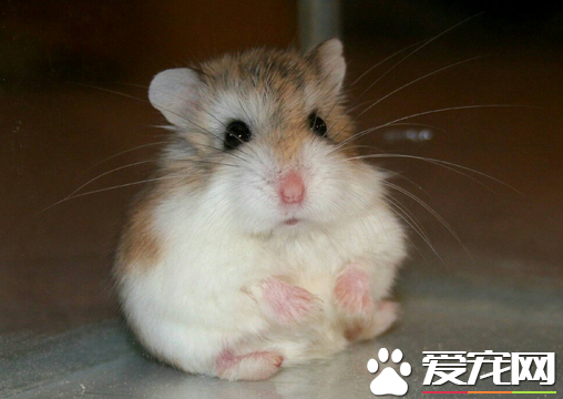 仓鼠饲养十大禁忌 关于仓鼠饲养的十个小禁忌