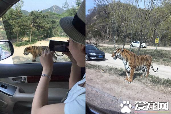 咬人虎不用被杀 八达岭老虎袭击死亡事件调查出炉