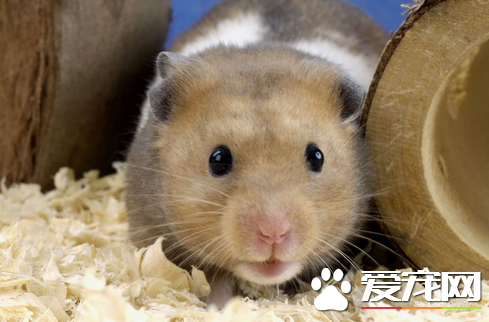 仓鼠为什么会便秘 膳食纤维或水的摄入不足