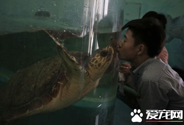 金正恩捐出吉娃娃 平壤动物圆设置狗展馆