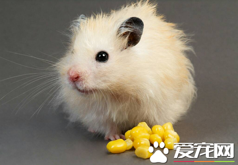 仓鼠会有鼠疫吗 做好卫生是不会有鼠疫的