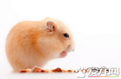 怎么判断仓鼠是否健康 可以通过7个途径来判断