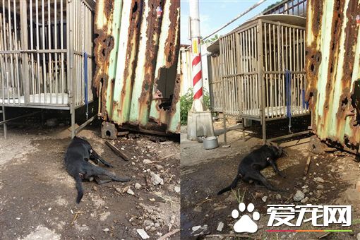 黑狗遭困户外铁笼 洒水降温竟冒白烟吐血亡
