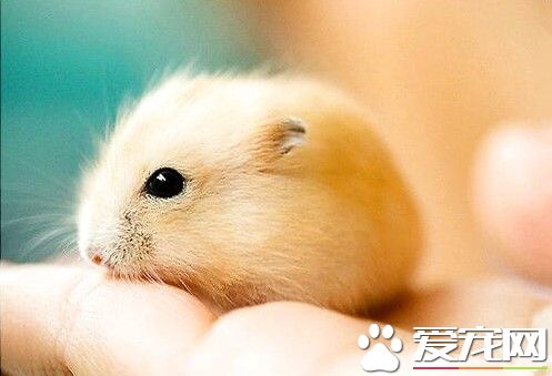 怎么训练仓鼠大小便 首先要准备一个厕所