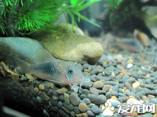 白鼠鱼怎么分公母 雄鱼的颜色会深一点